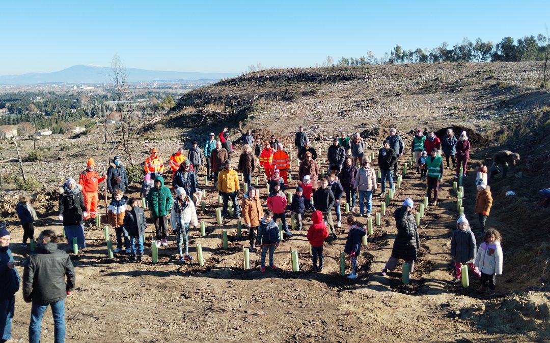 Reportages sur la plantation de 200 arbustes pour faire revivre la Montagnette