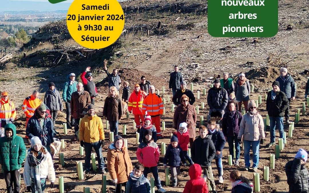 Plantation d’arbres feuillus sur le massif de la Montagnette