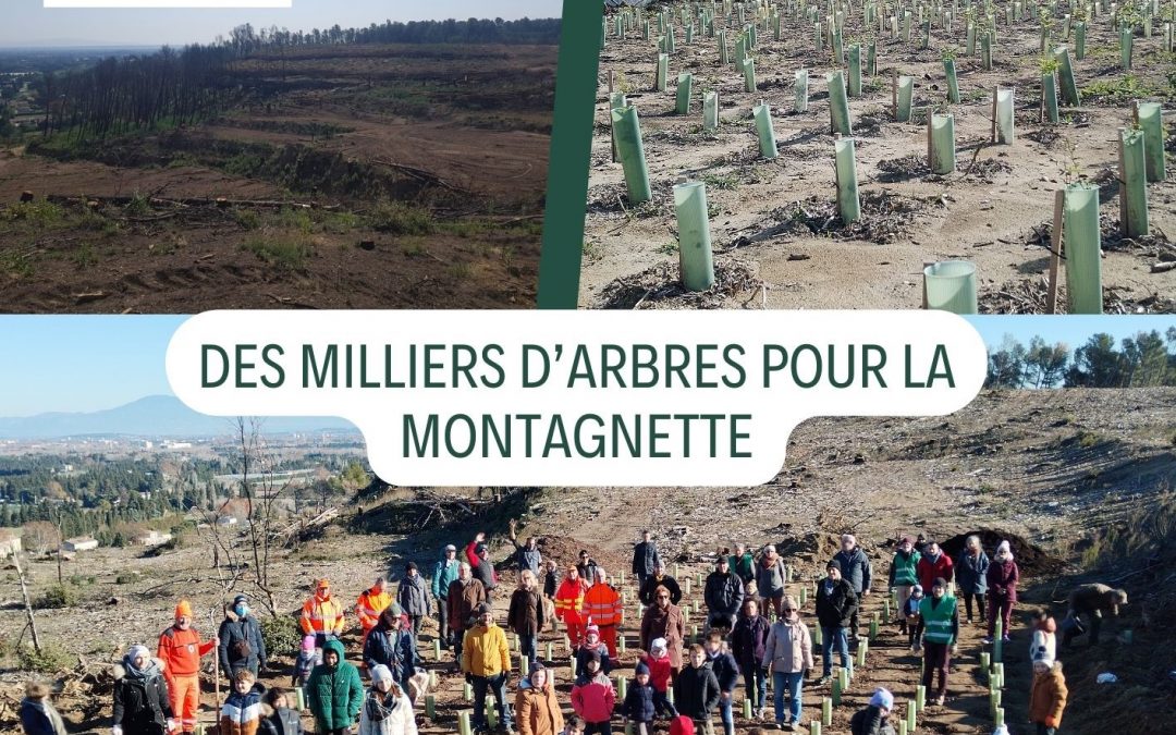 DES MILLIERS D’ARBRES POUR LA MONTAGNETTE