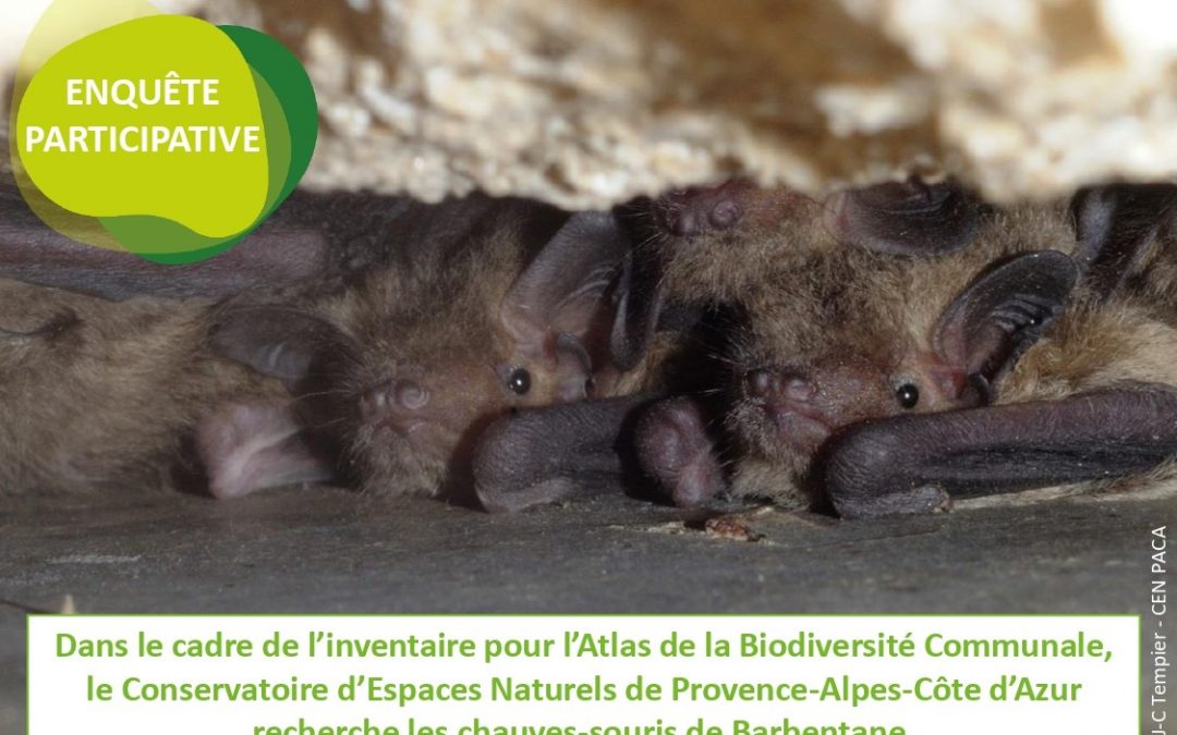Enquête participative : à la découverte des chauve-souris barbentanaises
