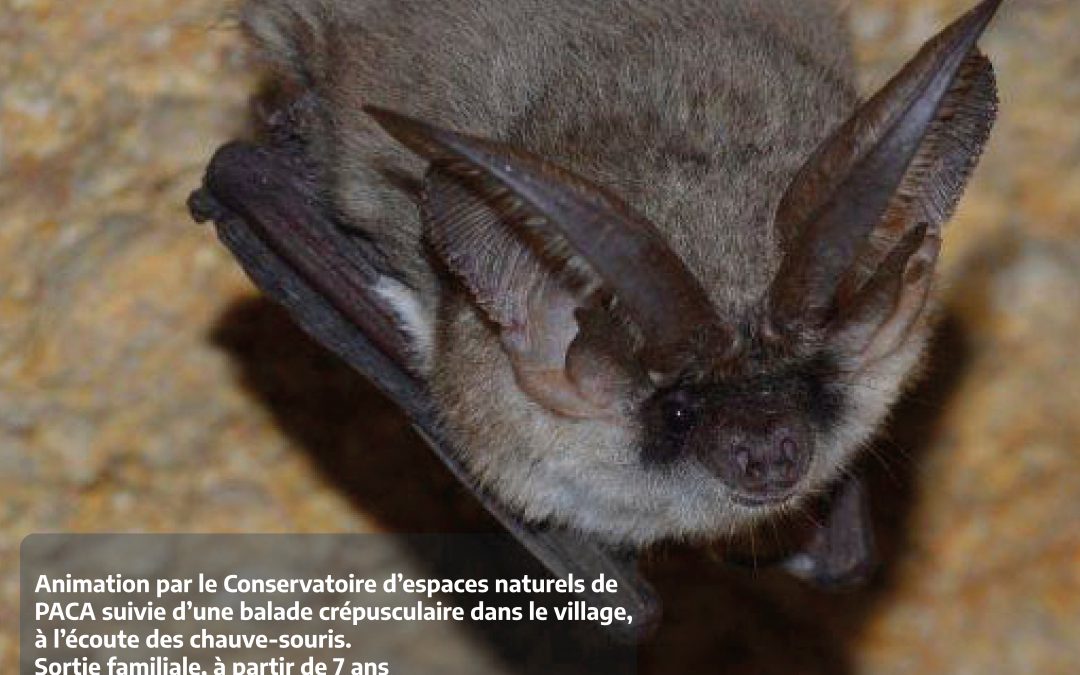 Nuit internationale des chauves-souris