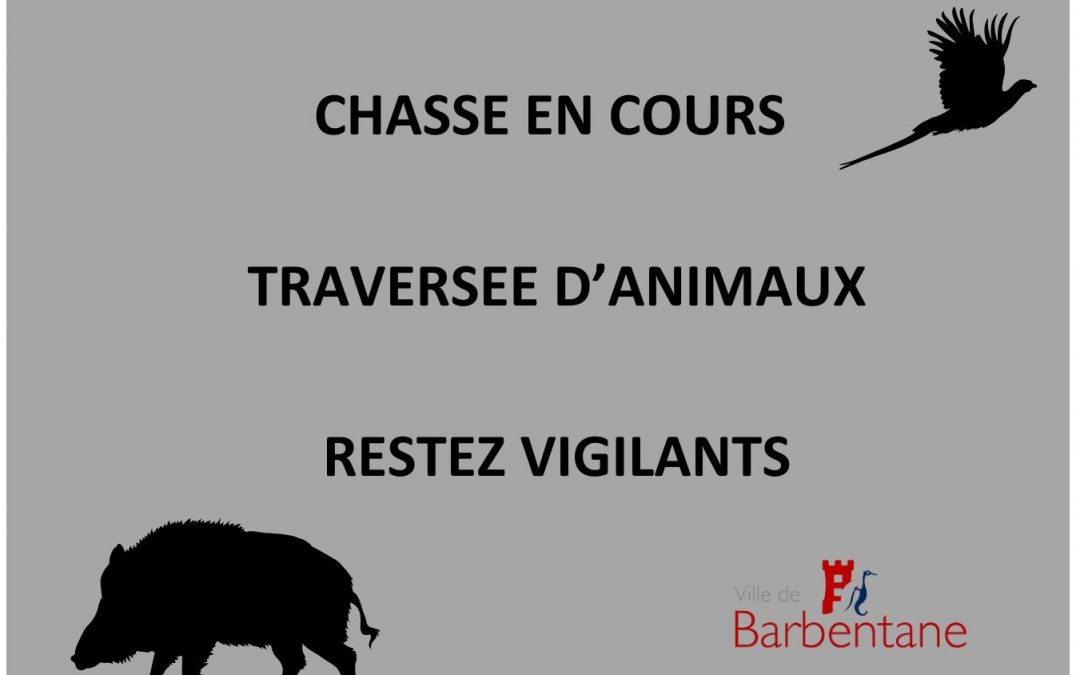 Battue aux sangliers