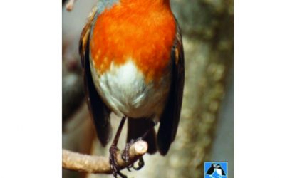 Balade de découverte des oiseaux de la Montagnette