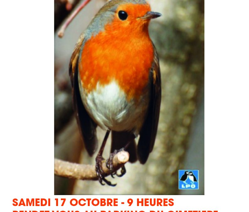 Balade de découverte des oiseaux de la Montagnette