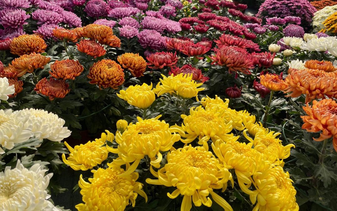 Vente de Fleurs – Toussaint